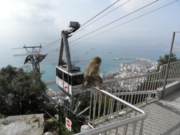 Gibraltarin apinoita